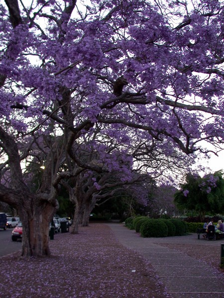 Jacaranda Tree